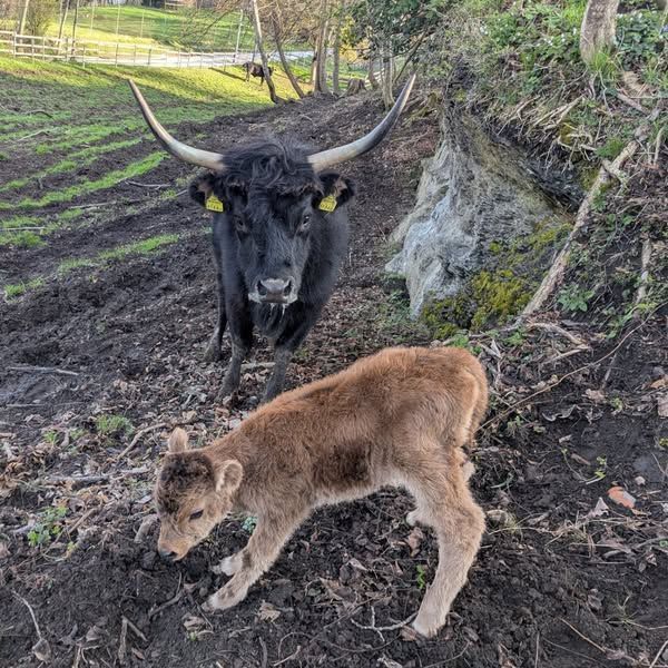 Tierbabys im Wildpark Feldkirch
