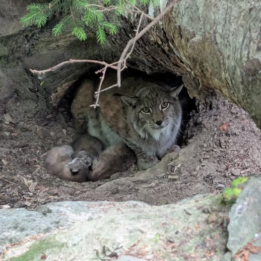 Tierbabys im Wildpark Feldkirch