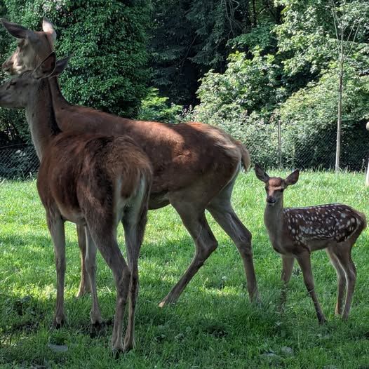 Tierbabys im Wildpark Feldkirch