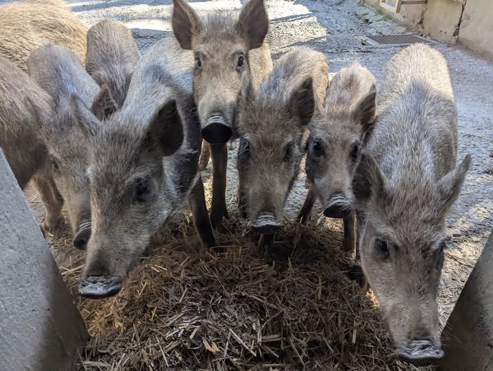 Tierbabys im Wildpark Feldkirch