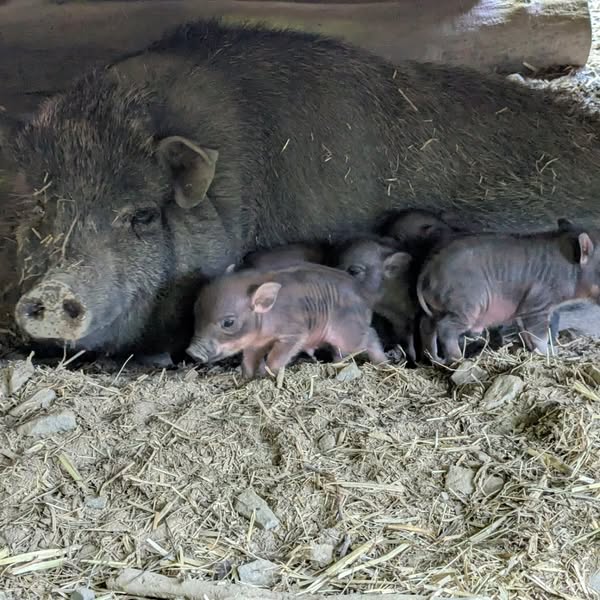 Tierbabys im Wildpark Feldkirch