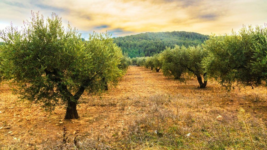 Der wärmeliebende Olivenbaum