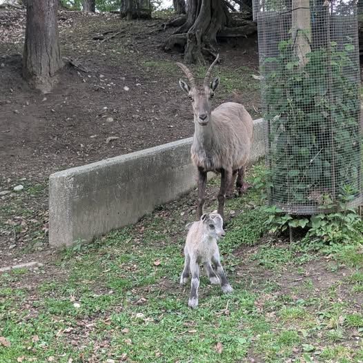 Tierbabys im Wildpark Feldkirch