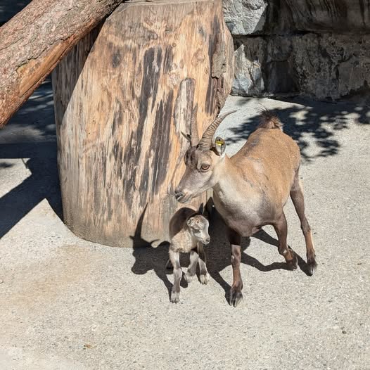 Tierbabys im Wildpark Feldkirch