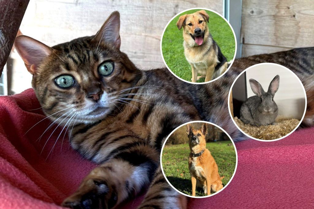 Tiere suchen ein Zuhause