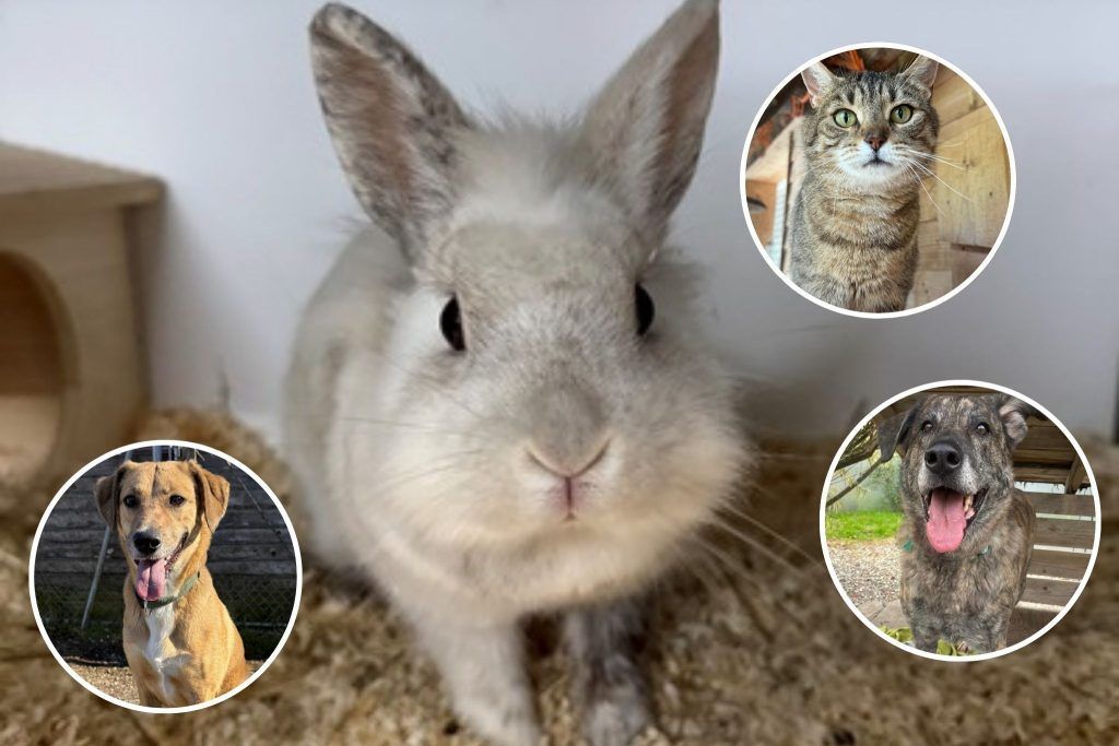 Ein Besuch im Tierheim