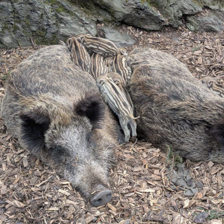 Tierbabys im Wildpark Feldkirch