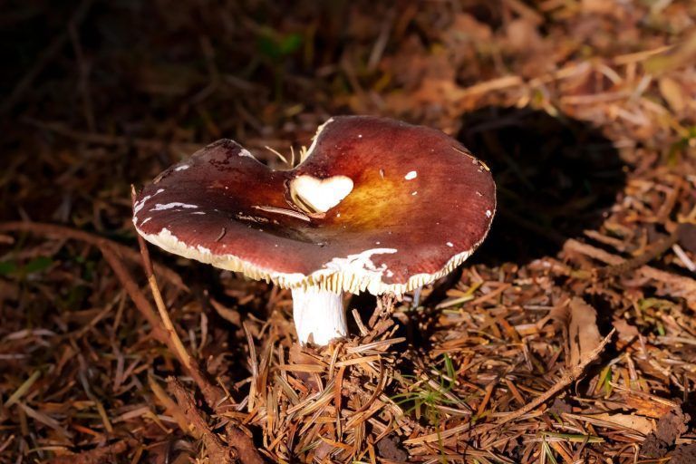 Verborgene Schätze, giftige Doppelgänger