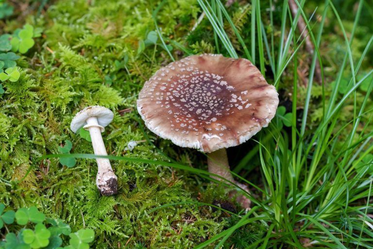 Verborgene Schätze, giftige Doppelgänger