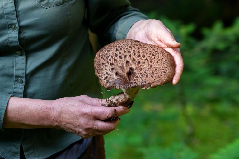 Verborgene Schätze, giftige Doppelgänger