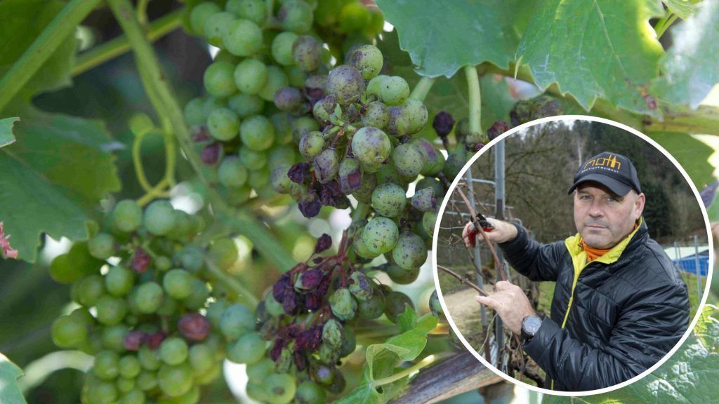 Freispruch: Winzer Möth ist doch kein Tierquäler