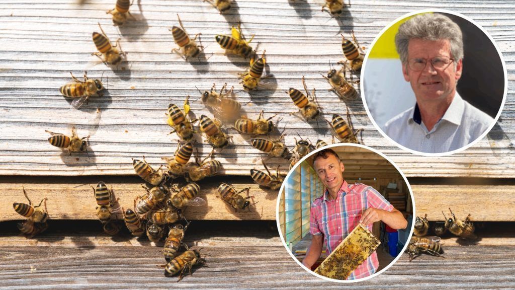 Amerikanische Faulbrut in Au: &#8220;Man leidet mit den Tieren mit&#8221;