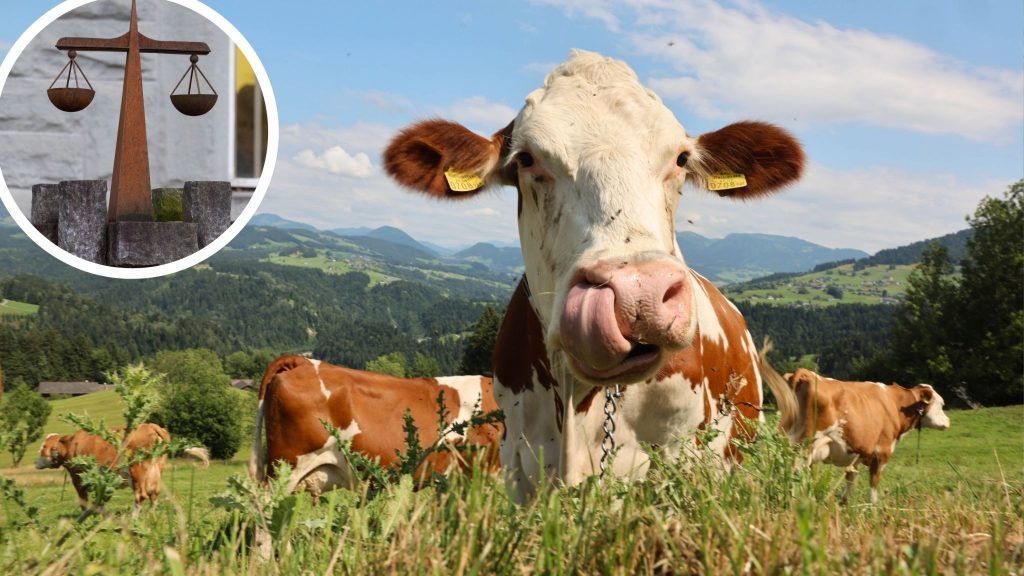 Abgetrennte Kuhzunge: Verurteilung bestätigt