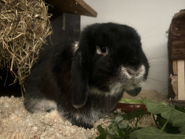 Tierecke, Tierschutzheim