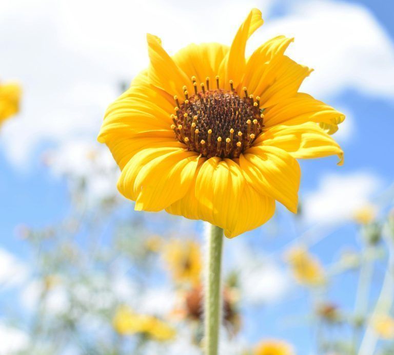 Die Weite der Prärie in den Garten holen