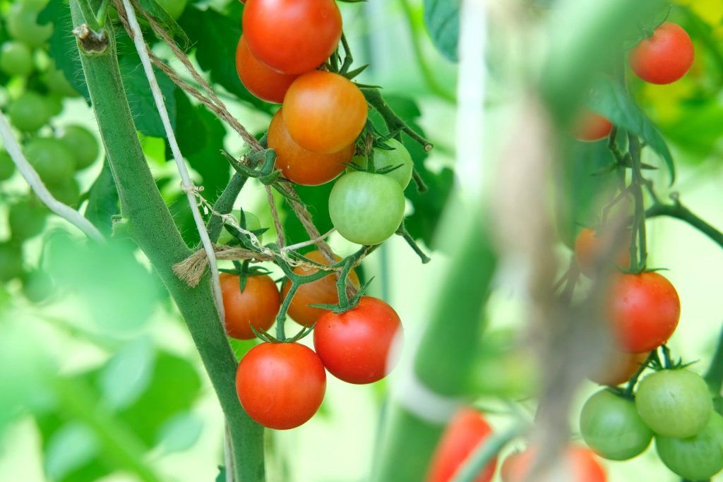 Als die Tomate nach Europa kam