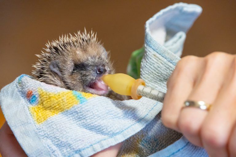 Igel in Not: Wenn der Garten zur Gefahrenzone wird