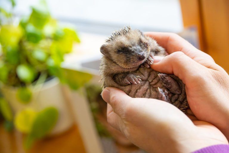Igel in Not: Wenn der Garten zur Gefahrenzone wird