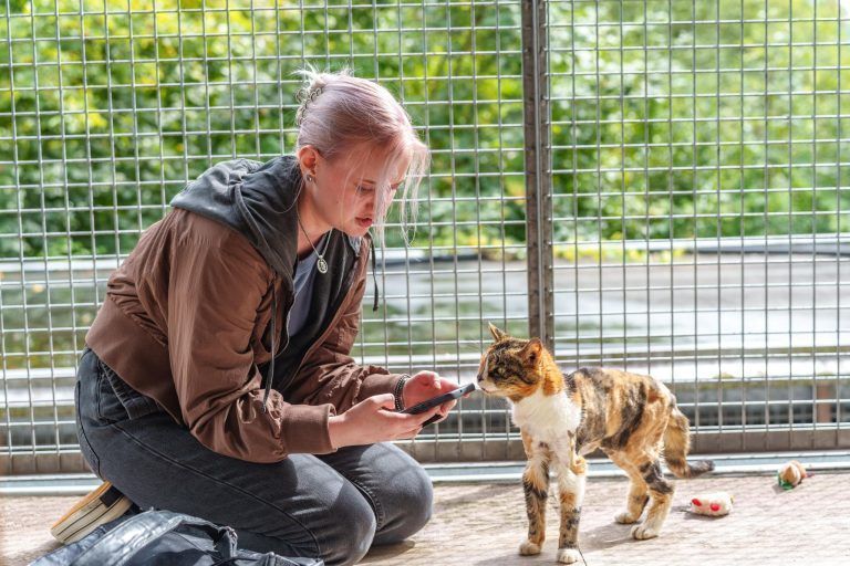 Senior-Katzen: Warum sich die Adoption lohnt