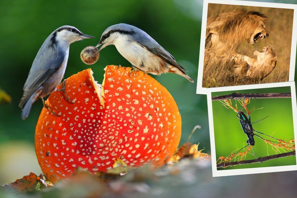 Die besten Fotos der Welt: Bildgewaltige Naturfotografie aus 100 Ländern