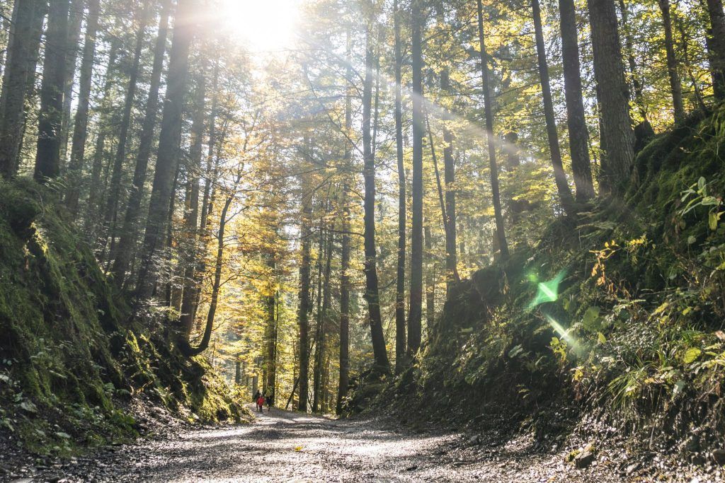 Herbstliche Exkursionen: Natur hautnah erleben bei den Natursafaris