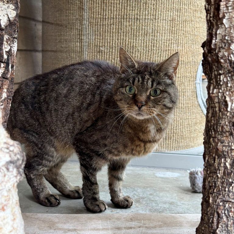Tierecke, Tierschutzheim