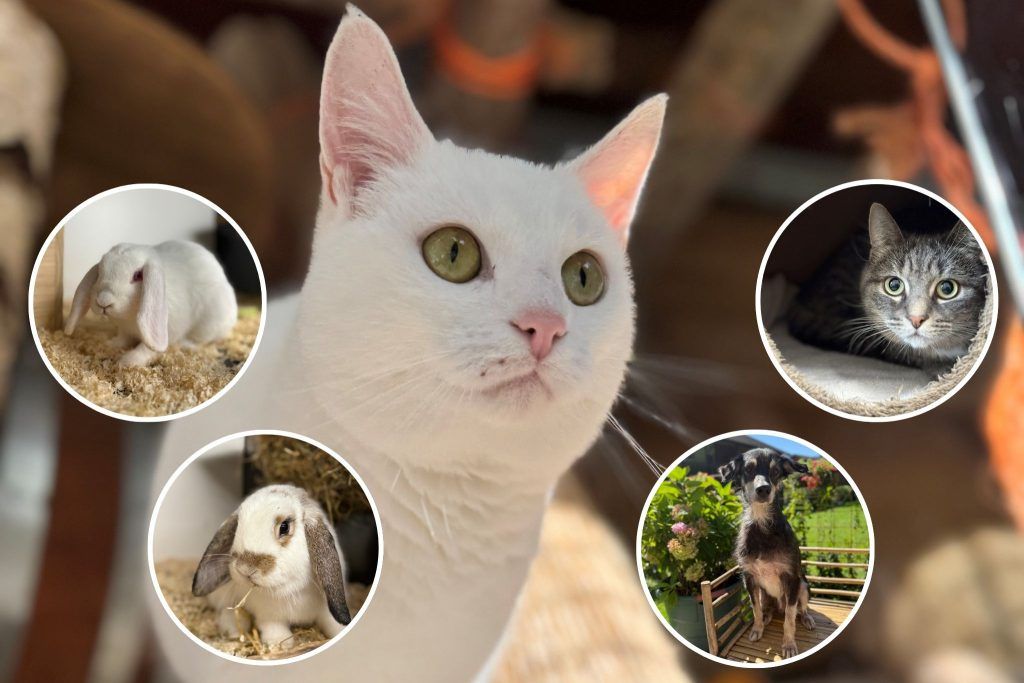 Tierische Schützlinge