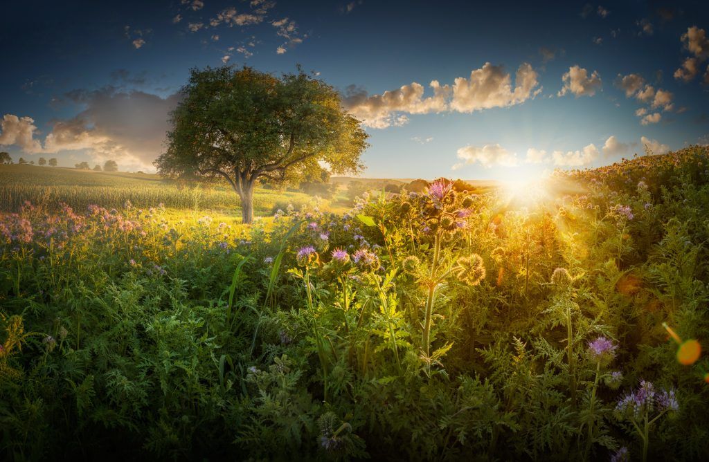 Die besten Fotos der Welt: Bildgewaltige Naturfotografie aus 100 Ländern