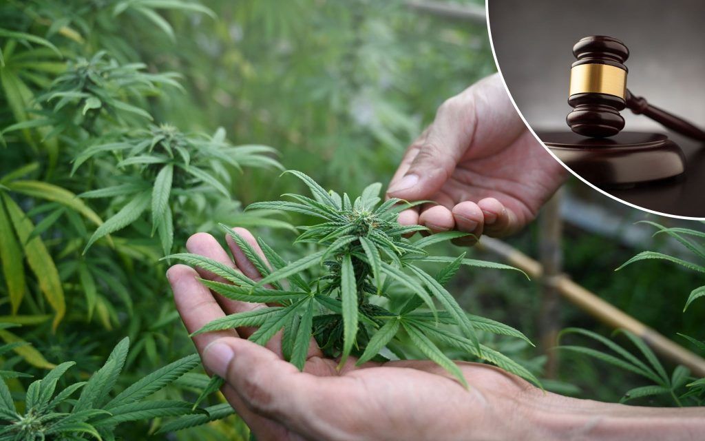 100 Kilo Cannabis: Haft für Bludenzer Hanfbauer
