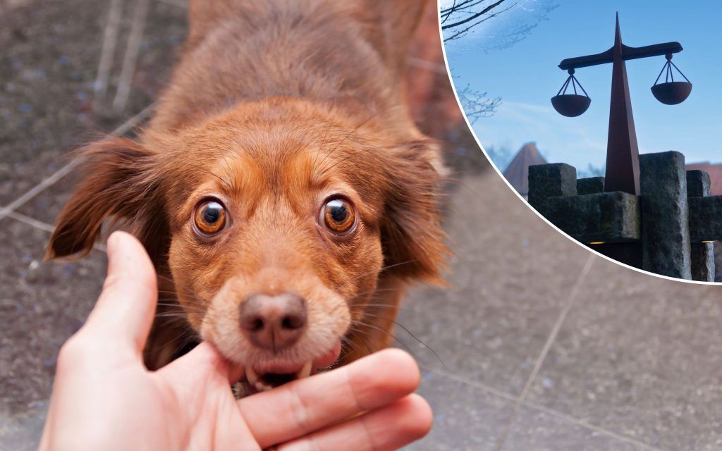 Hund beißt Gastwirt: Haftet der Halter?
