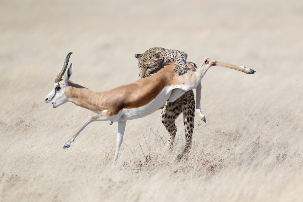 Die besten Fotos der Welt: Bildgewaltige Naturfotografie aus 100 Ländern