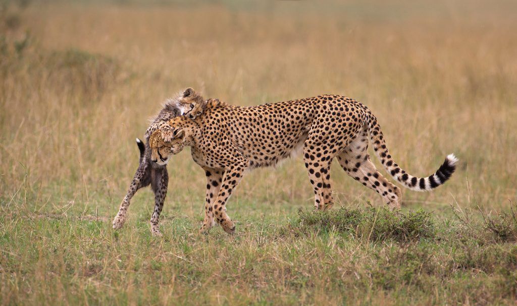 Die besten Fotos der Welt: Bildgewaltige Naturfotografie aus 100 Ländern