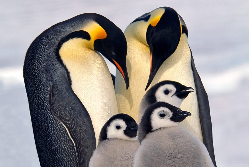 Die besten Fotos der Welt: Bildgewaltige Naturfotografie aus 100 Ländern