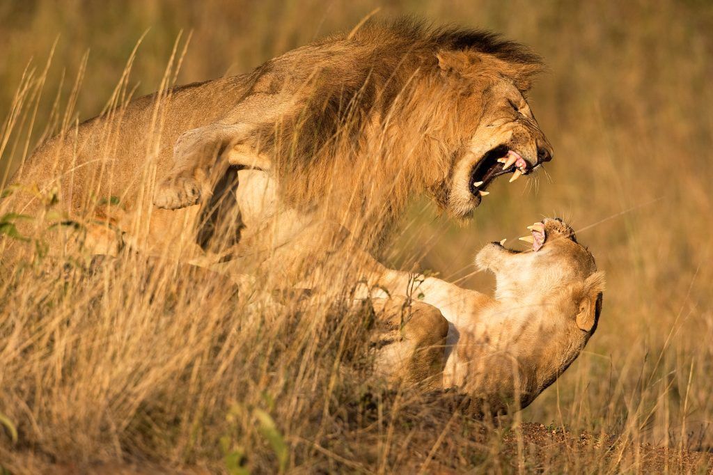 Die besten Fotos der Welt: Bildgewaltige Naturfotografie aus 100 Ländern
