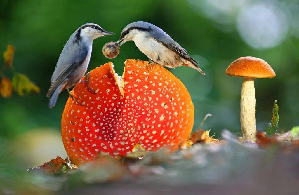 Die besten Fotos der Welt: Bildgewaltige Naturfotografie aus 100 Ländern