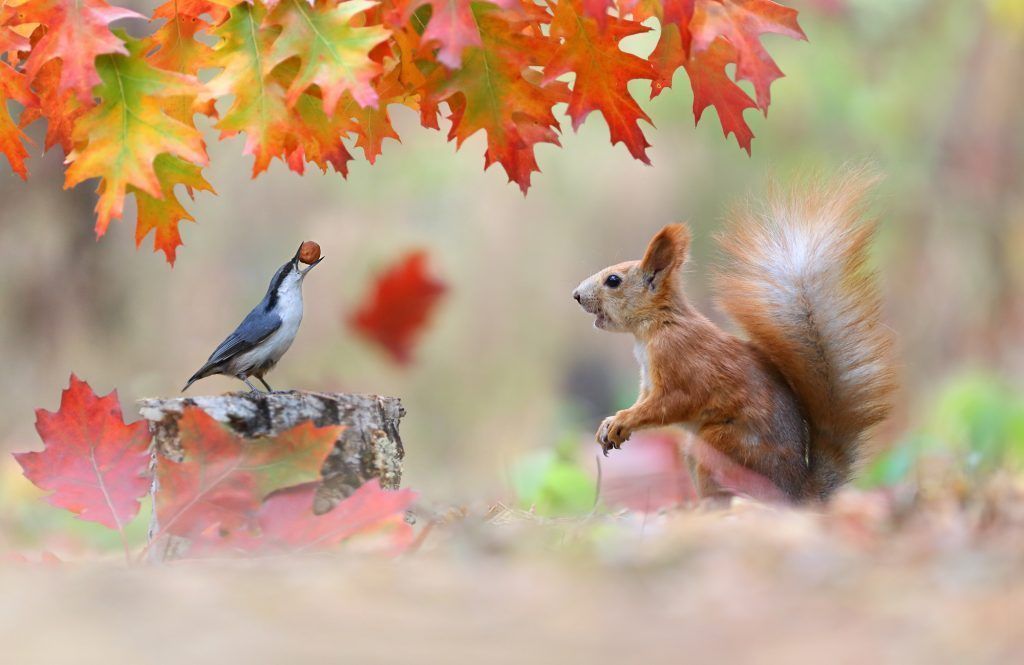Die besten Fotos der Welt: Bildgewaltige Naturfotografie aus 100 Ländern