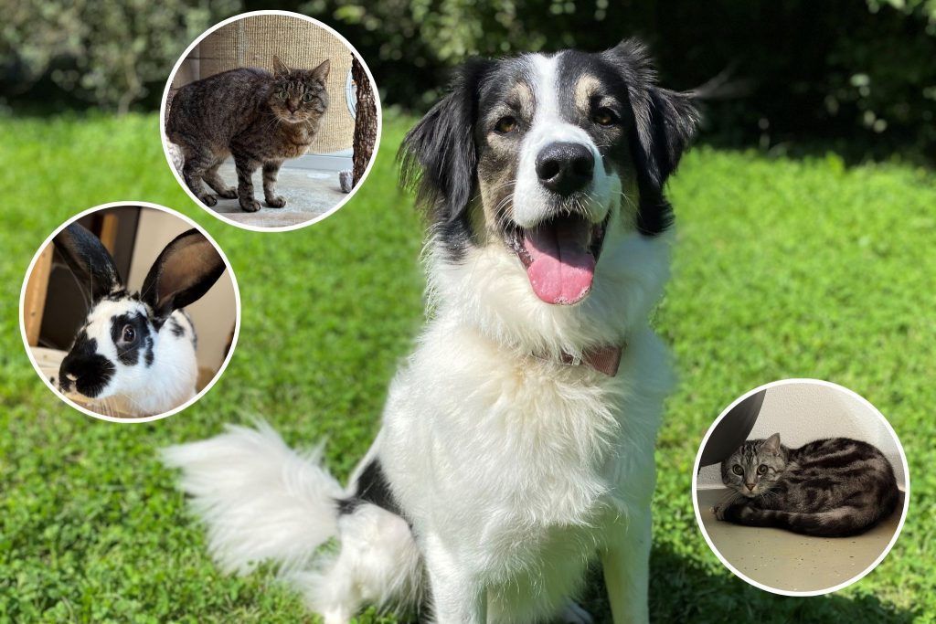Ein Herz für Tiere
