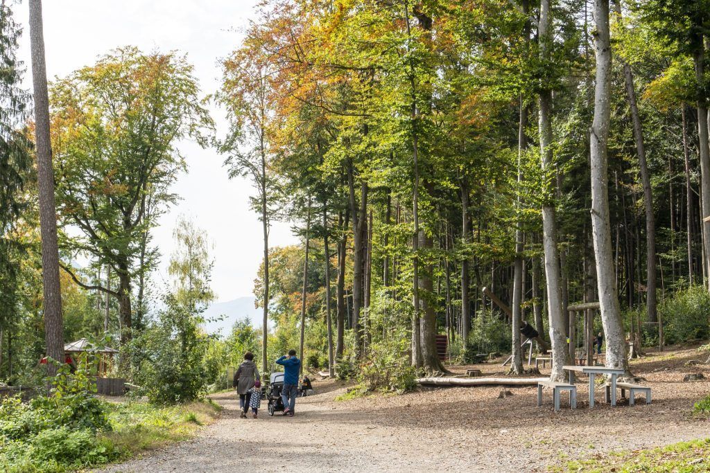 Herbstliche Exkursionen: Natur hautnah erleben bei den Natursafaris