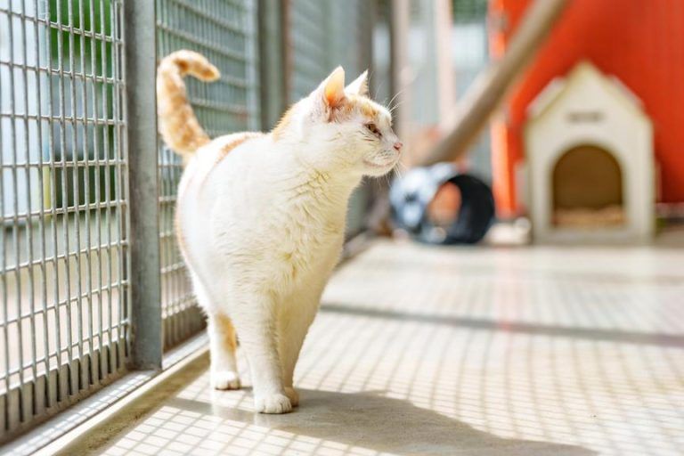 Senior-Katzen: Warum sich die Adoption lohnt