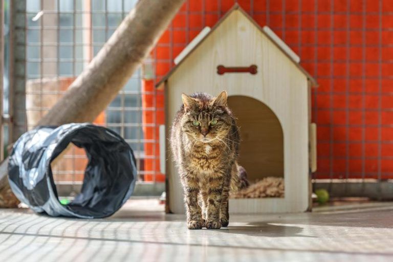Senior-Katzen: Warum sich die Adoption lohnt