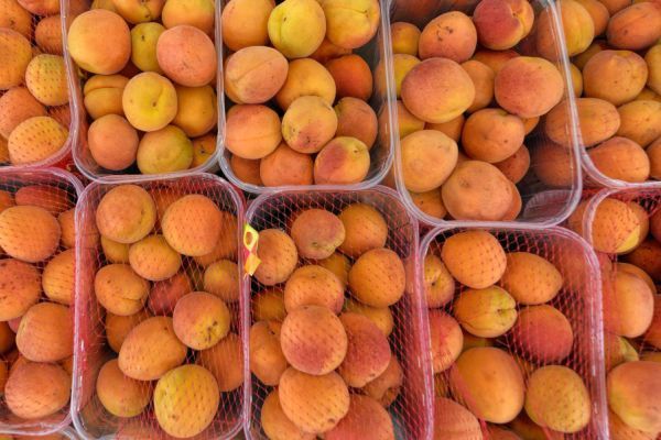 Obstverarbeiter beklagen schlechte Ernte in Europa