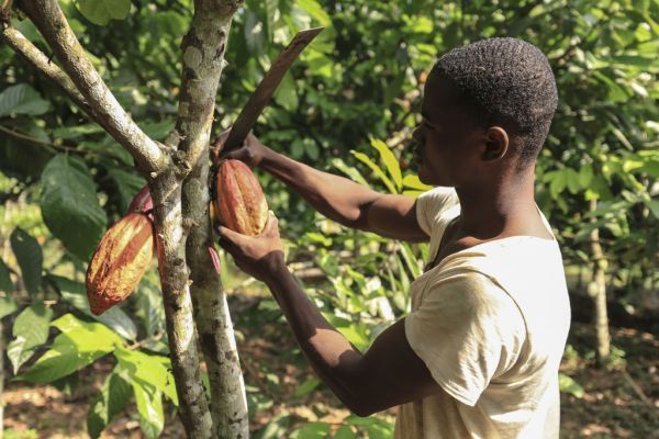 Fairtrade: Höhere Kakaopreise kommen bei Bauern in Afrika an
