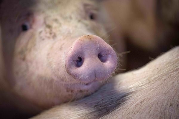 Chinas Importzölle erzeugen Druck auf Schweinebauern