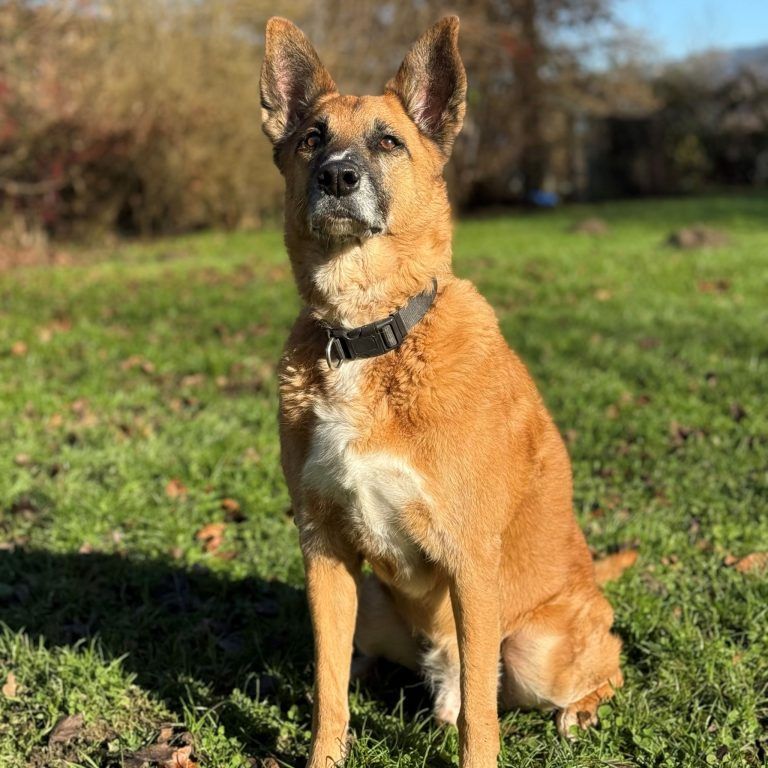 Tierecke, Tierschutzheim