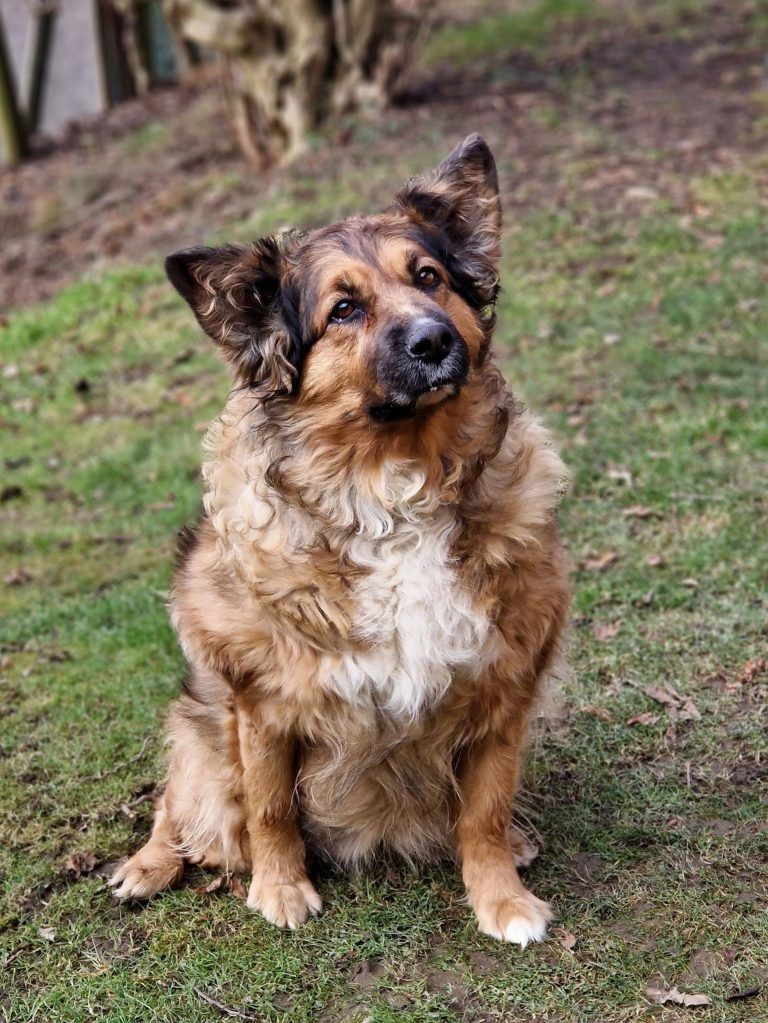 Tierecke, Tierschutzheim