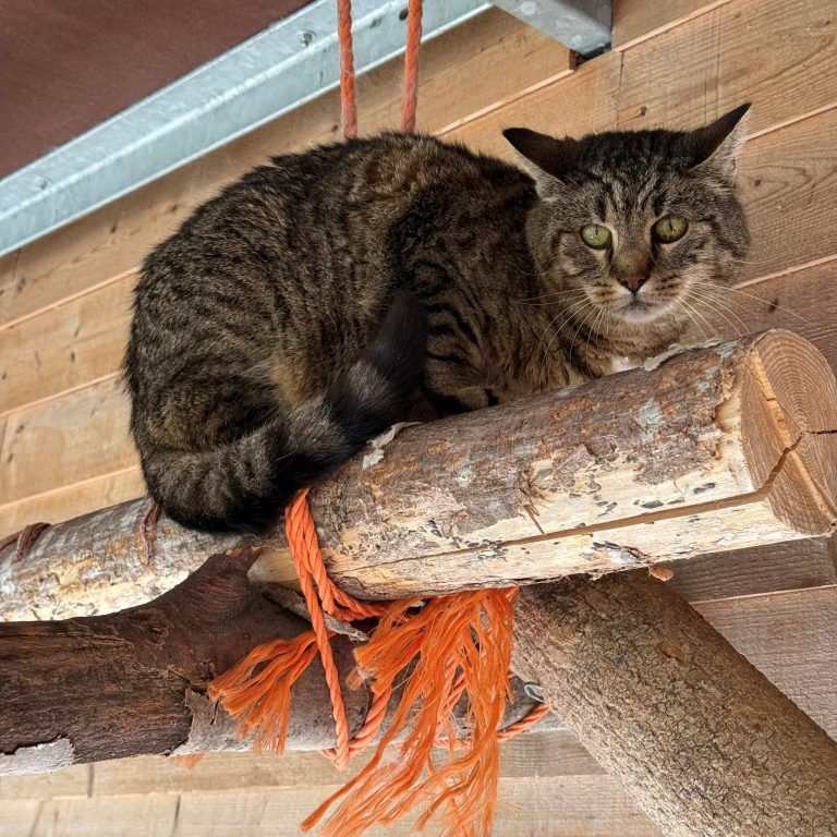 Tierecke, Tierschutzheim