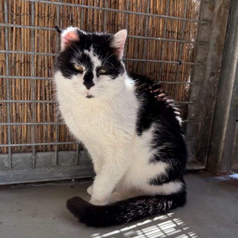 Tierecke, Tierschutzheim