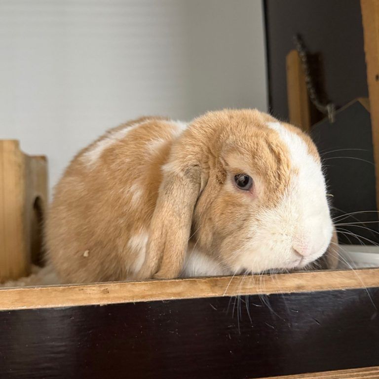 Tierecke, Tierschutzheim