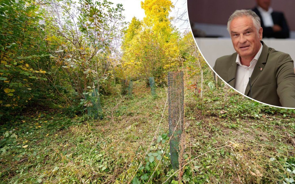 &#8220;Untergräbt Vertrauen in die Umweltpolitik&#8221;: SPÖ bringt Antrag zur &#8220;Jahrhundertwald&#8221;-Posse im Landtag ein