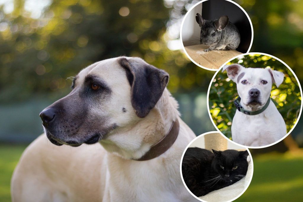 Vier liebenswerte Tiere auf der Suche nach einem neuen Zuhause